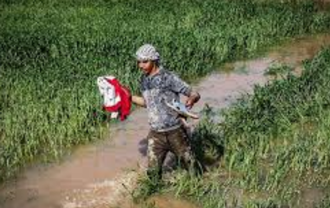 تخلیه 51هزار هکتار ازمزارع کشاورزی خوزستان از  سیلاب