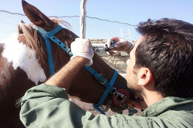 اجرای مرحله نخست آزمایش بیماری دامی بر روی اسب های سوارکاری