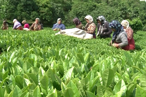 رونق تولید برگ سبز چای در شمال ایران