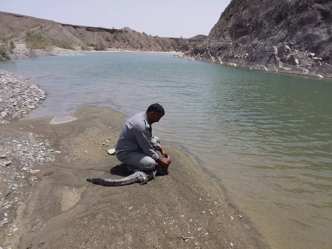 تمساح مردابی  سرگردانی به خانه اش بازگشت