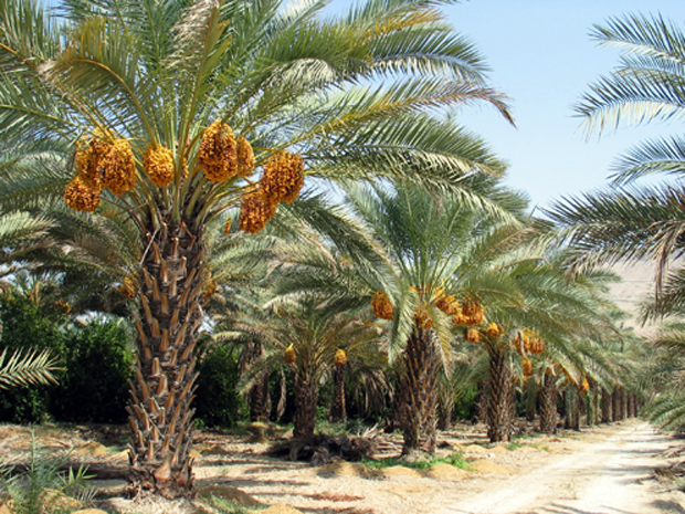 سمپاشی علیه آفت زنجره در جهرم