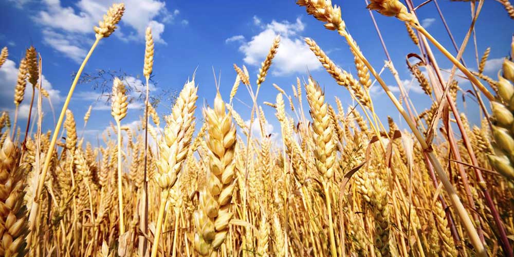 پیش بینی خرید تضمینی ۱۷۰ هزار تن گندم در خراسان شمالي