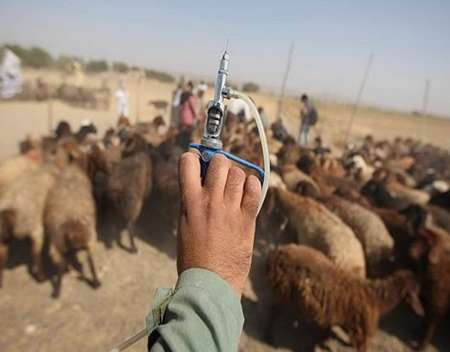 ایمن سازی دام سبک خمین