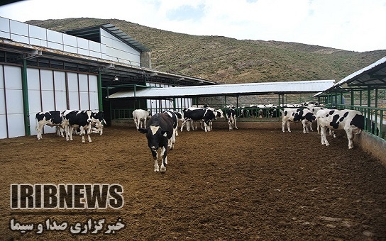 فعالیت هزار و 570 دامداری کوچک روستایی در زنجان