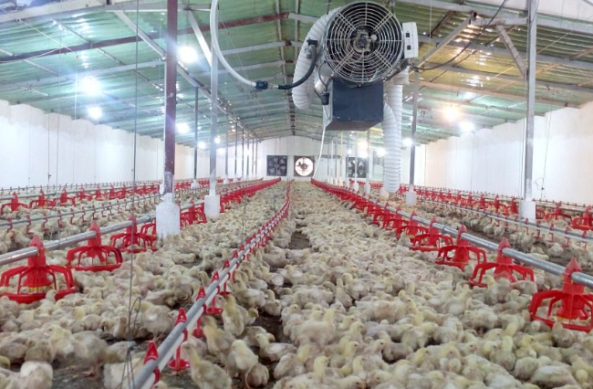 ­شاخص قیمت تولیدکننده محصولات مرغداری‌های صنعتی ۵۳۶ رسید