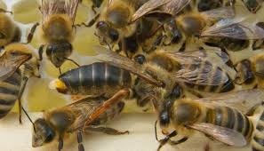 افزایش تولید عسل با زنبور نژاد کارنیکای آلمانی