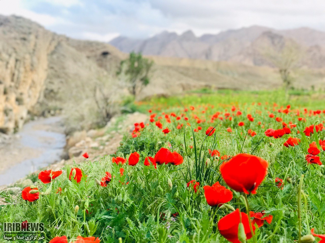 وزش باد شدید در مرز شرقی خراسان جنوبی