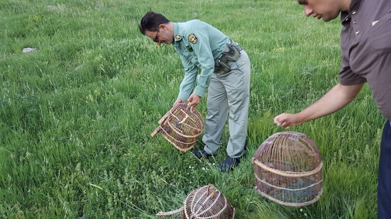 کشف ۵ قطعه کبک از شکارچیان متخلف در پاوه