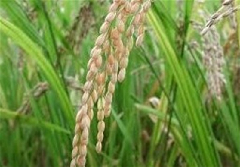 برنج کاران خوزستان چشم انتظار الگوی کشت
