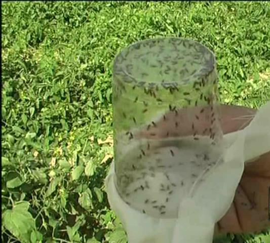 رهاسازی زنبور براکون در مزارع مرودشت
