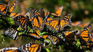 پروانه‌ها به مشهد بازگشتند؛ نه مهاجر هستند و نه آفت