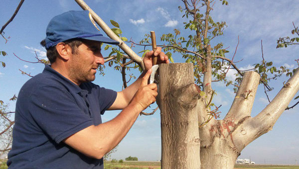 سرشاخه کاری درختان گردو برای کاهش خسارت سرمازدگی