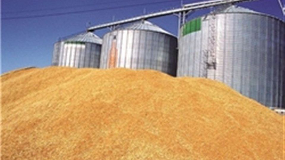 پیش بینی افزایش 25 درصدی خرید گندم در استان مرکزی