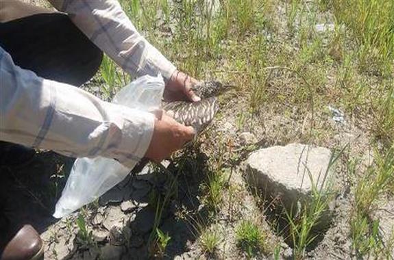 محکومیت فروشنده غیرمجاز پرندگان وحشی در لنگرود