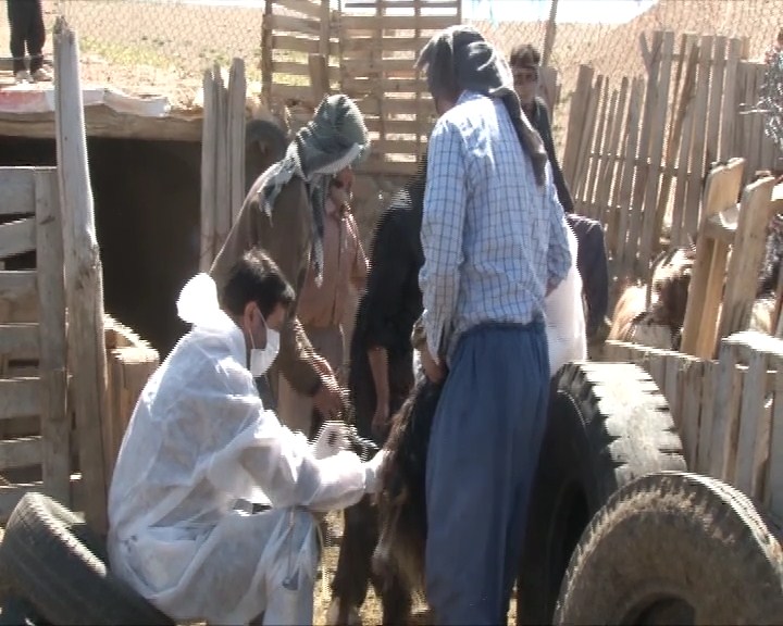 واکسینه شدن بیش از 40 هزار راس گوسفند برای مقابله با بیماری آبله و شاربن