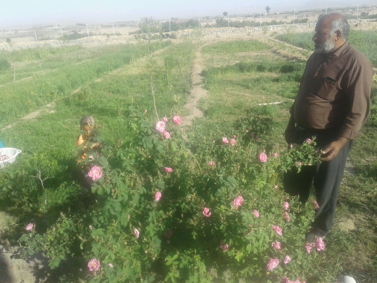 آغاز برداشت گل محمدی در خوسف خراسان جنوبی