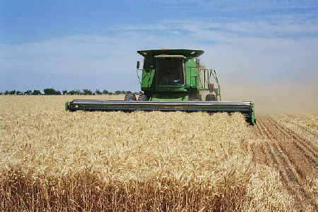 پیش بینی خرید ۲۰ هزار تن گندم در کهگیلویه
