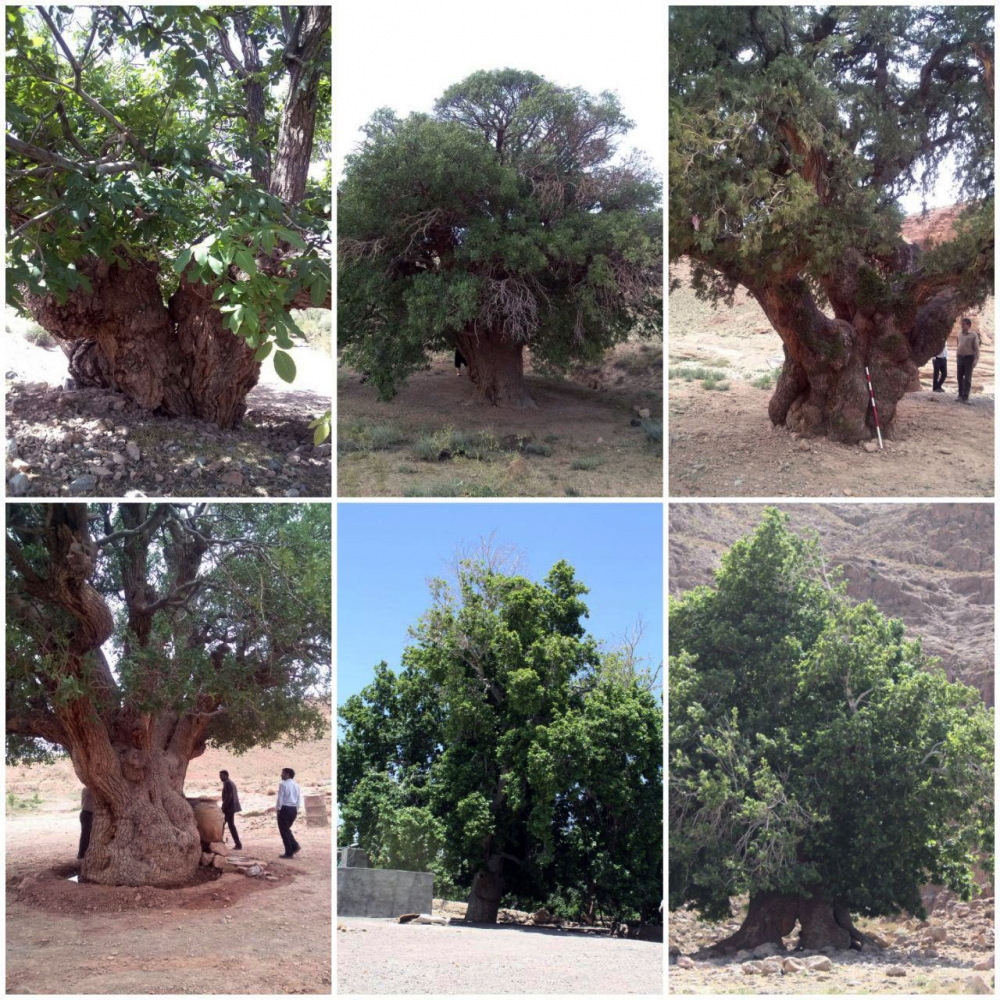 شهرستان قاین، سرزمین درختان کهنسال