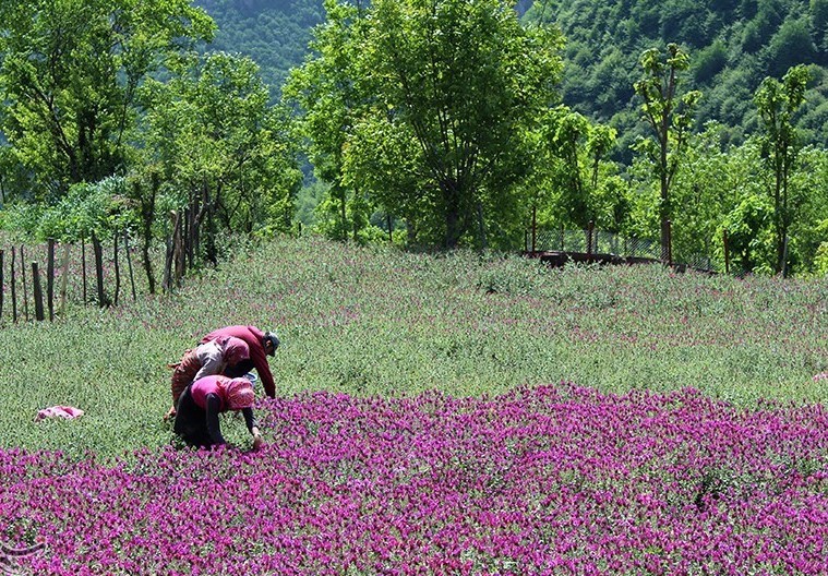 آغاز برداشت گل گاوزبان برای نخستین بار در کاشمر