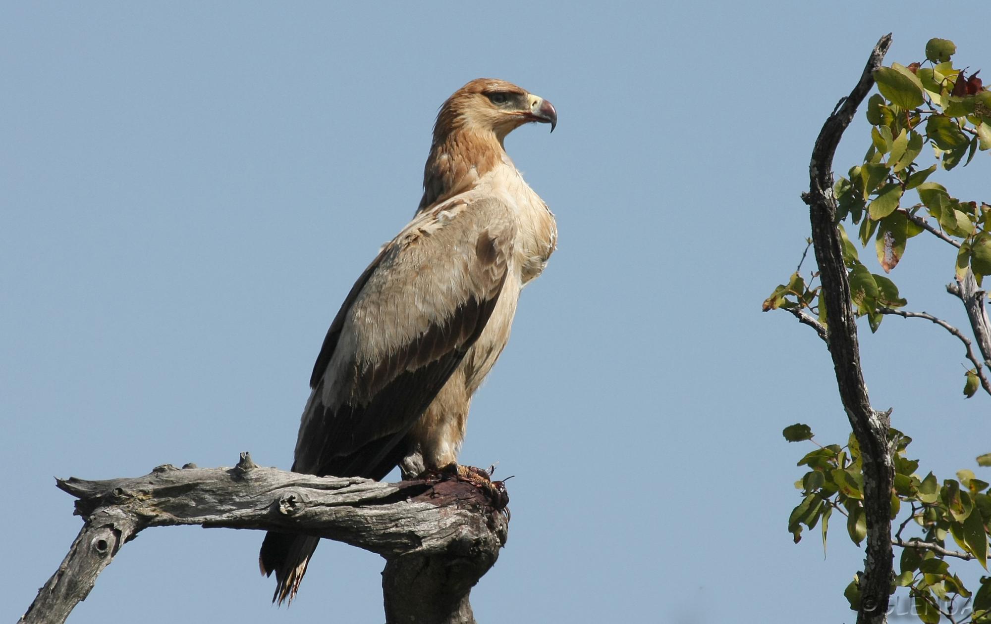رها سازی یک بهله پرنده شکاری در طبیعت قزوین