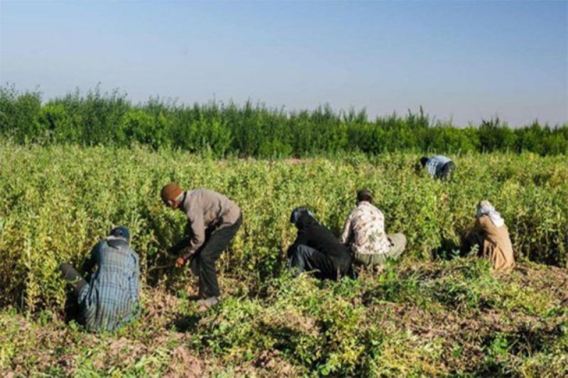 پرداخت تسهیلات اشتغال روستایی در سبزوار