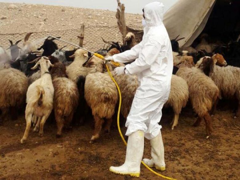 سمپاشی رایگان ۲ میلیون متر مکعب جایگاه دام در کرمانشاه