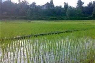 لزوم مدیریت آفت کرم ساقه خوار برنج در اراضی شالیزاری