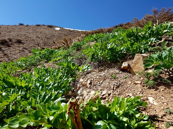 آغاز صدور مجوز برداشت کرفس کوهی در فریدونشهر