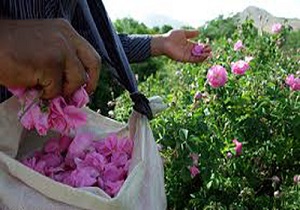 آغاز برداشت گل محمدی از مزارع چهارمحال و بختیاری