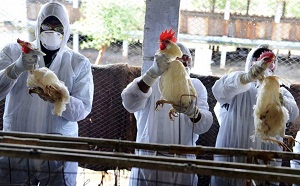 پرداخت 40 میلیارد ریال خسارت آنفولانزای فوق حاد پرندگان در نجف آباد