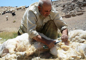 افزایش 10 درصدی تولیدپشم گوسفند در چهارمحال و بختیاری