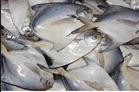 ممنوعیت صید ماهی حلوا به مدت 45 روز در خوزستان