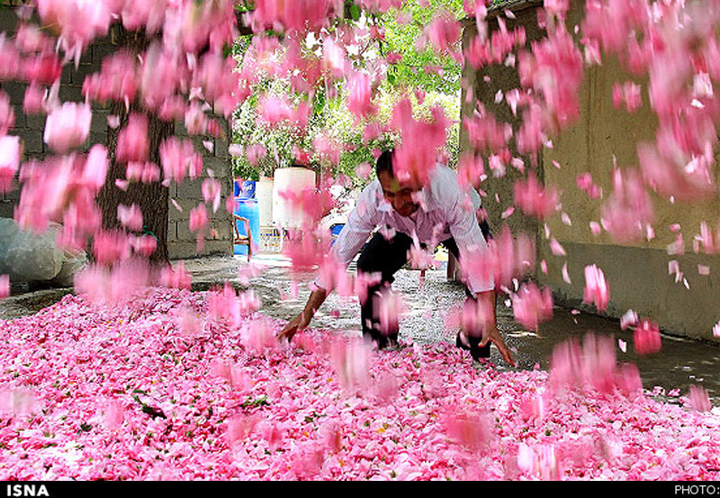 جشنواره گل و گلاب لایزنگان داراب