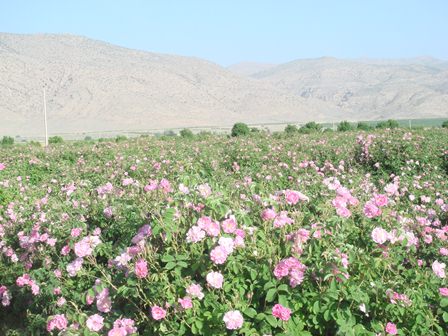 جشنواره گل محمدی در داراب