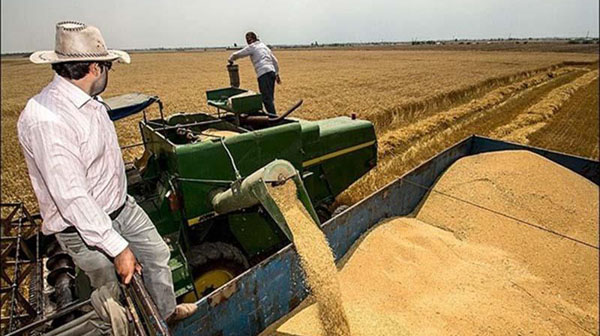 برداشت گندم در مغانسر و آمادگی برای پرداخت زکات