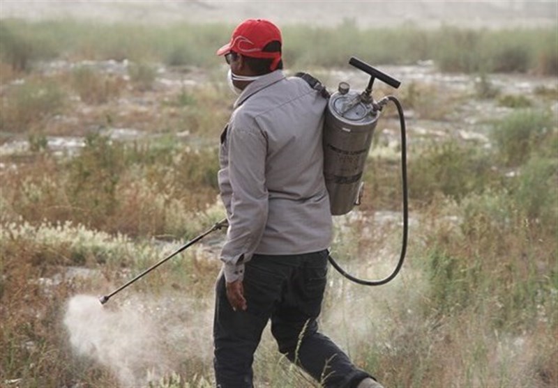 مبارزه با آفت ملخ در ۷ هزار هکتار از اراضی کشاورزی قزوین