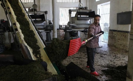 رونق تولید چای خشک با کیفیت ایرانی