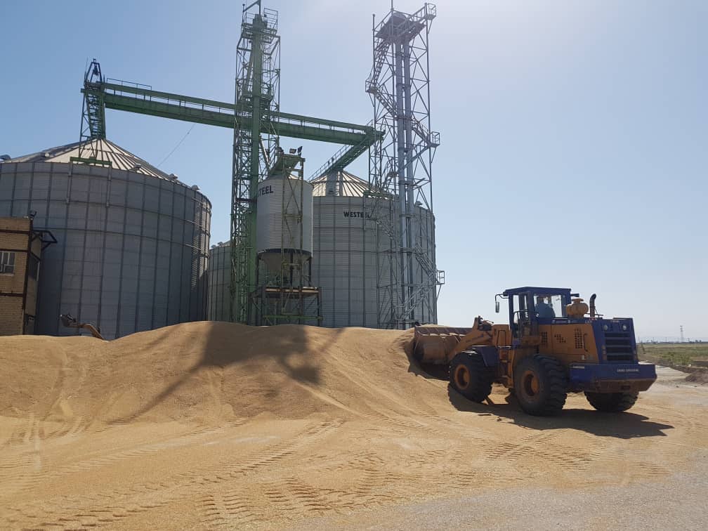 خرید گندم خوزستان در مرز یک میلیون و 300 هزار تن