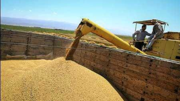 خرید گندم تضمینی در سرخس از مرز ۴۵۰۰ تن گذشت