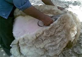 آغاز فصل پشم چيني گوسفندان در دومین استان عشایرنشین کشور