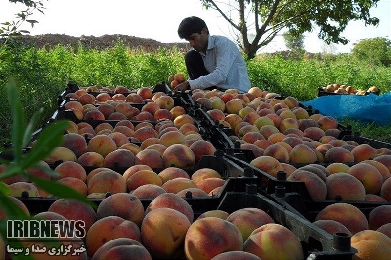 افزایش 70 درصدی تولید میوه هسته‌دار در مهاباد