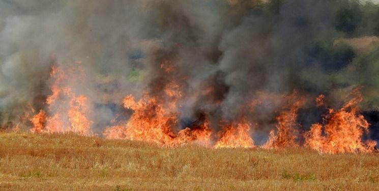 70 هکتار از مزارع گندم در گیلانغرب طعمه حریق شد