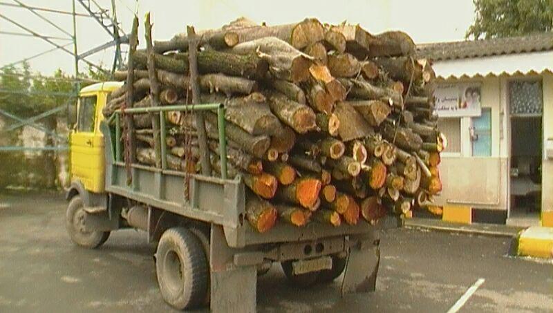 کشف و جمع آوری 15تن چوب بلوط قاچاق در نجف آباد