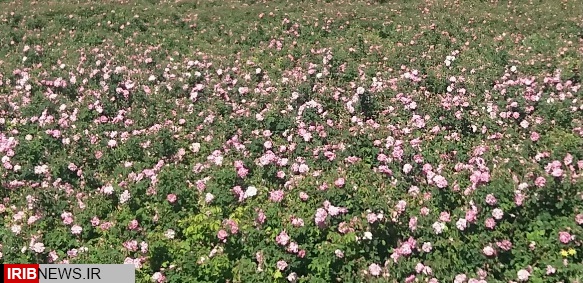 پیش بینی افزایش تولید 40 درصدی گل محمدی در  کرمان