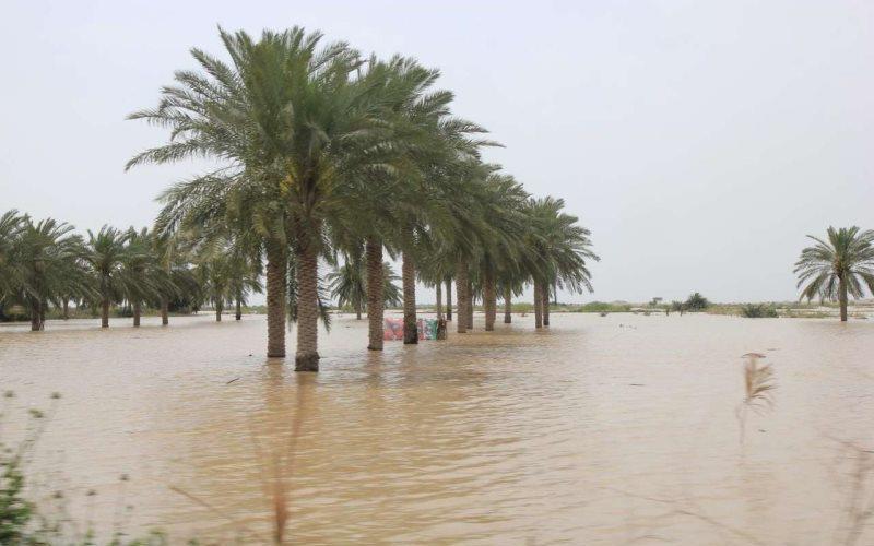 بازسازی نخلستان های سیل زده شادگان