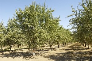 برداشت بادام تلخ از بادامستانهای کهگیلویه