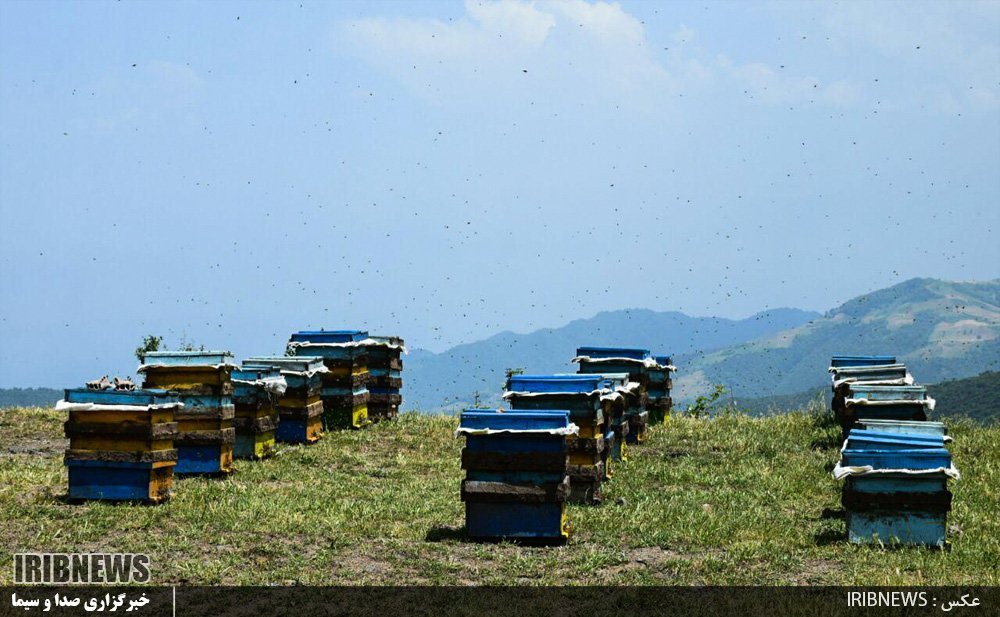 همسفر با زنبورها از کندوهای پرعسل تا گذر از موانع تولید