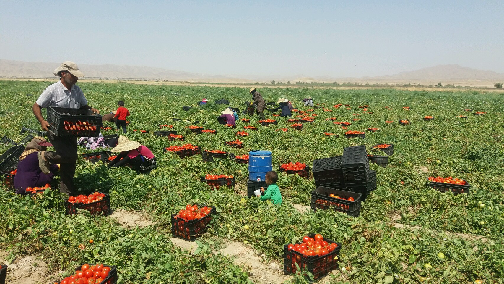 برداشت گوجه فرنگی در جنوب فارس