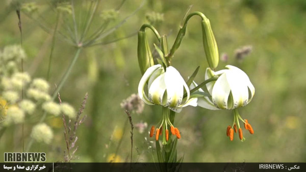 رویش سوسن چلچراغ ، تنها گل ملی ایران در نمین 