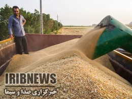 پیش بینی تولید حدود 62 هزار تن گندم از مزارع شهرستان مهاباد